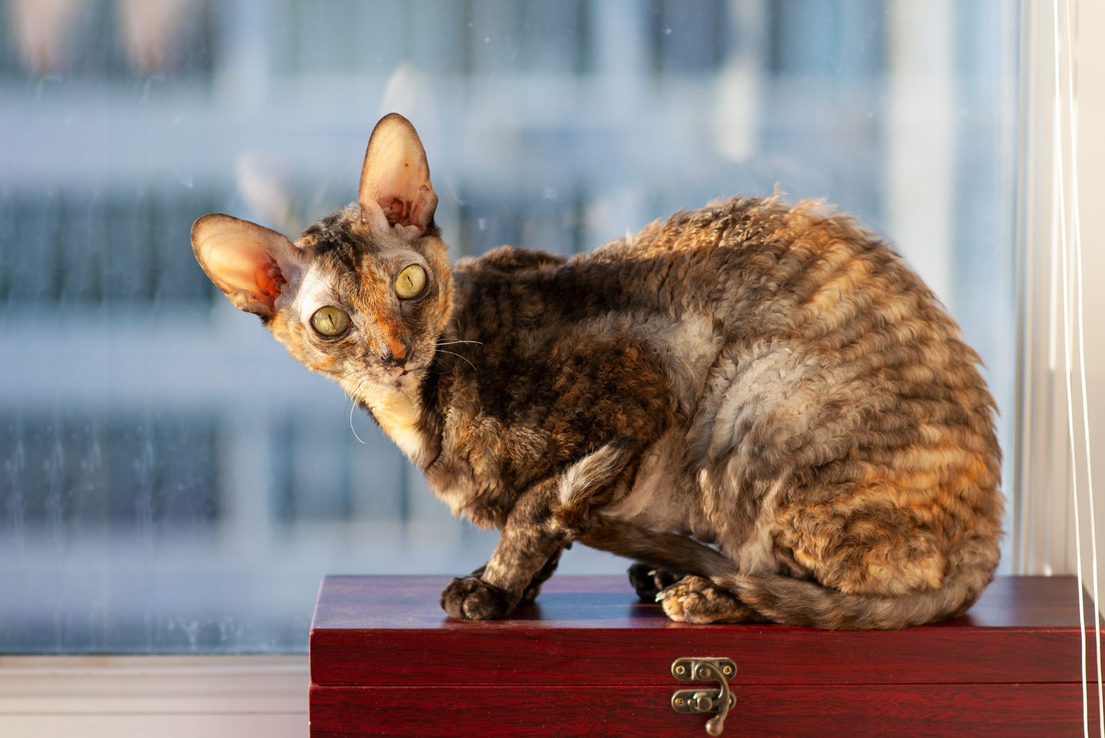 cornish rex