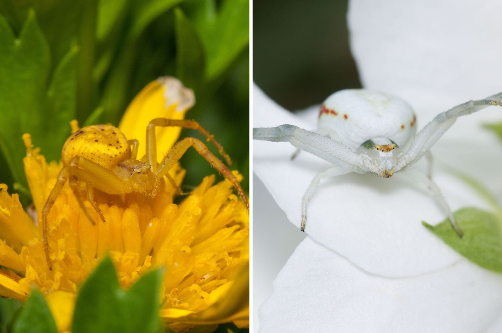 crab spider