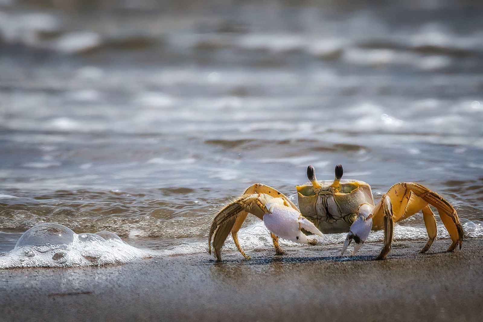 crabs