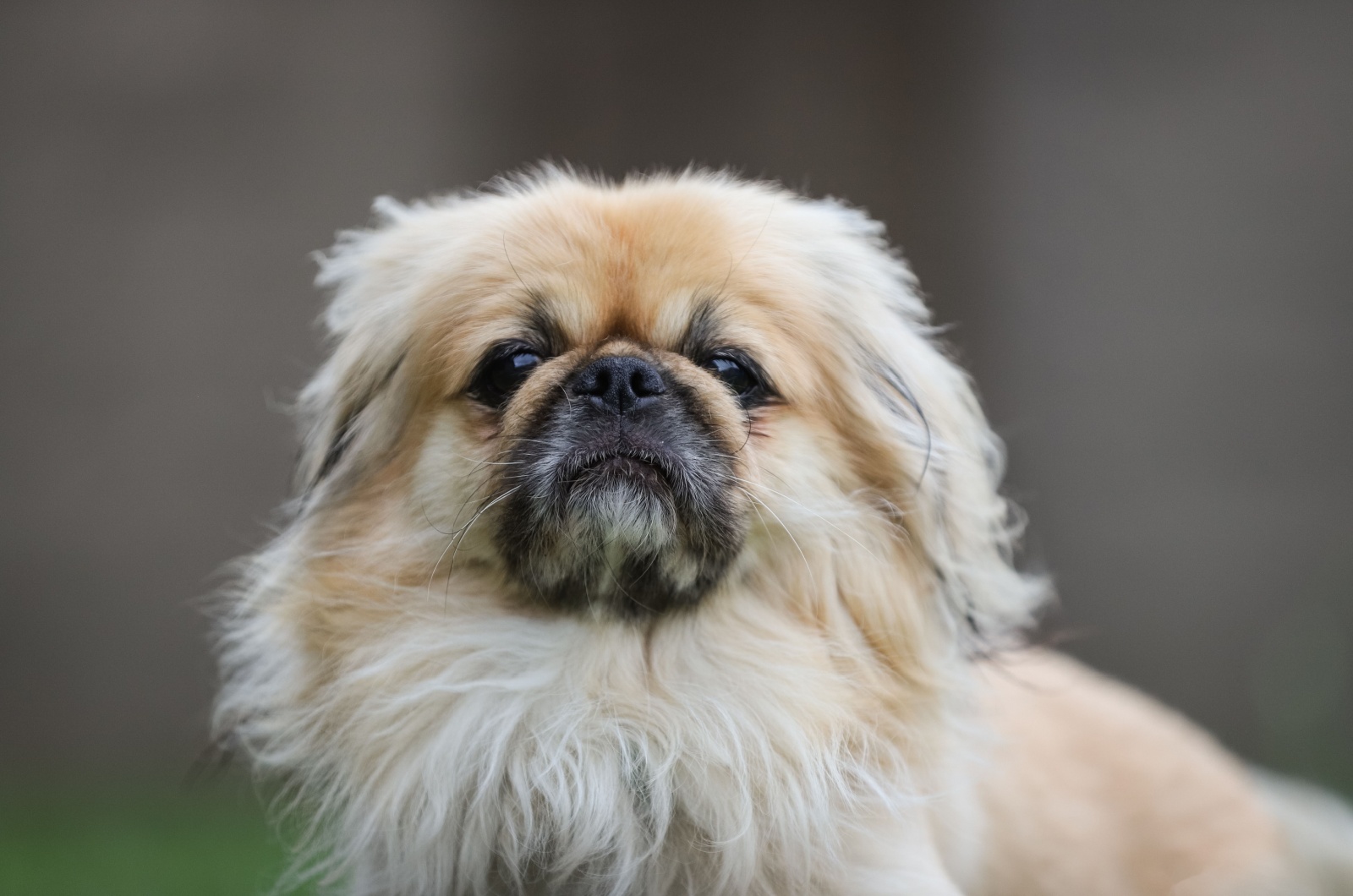 cream pekingese