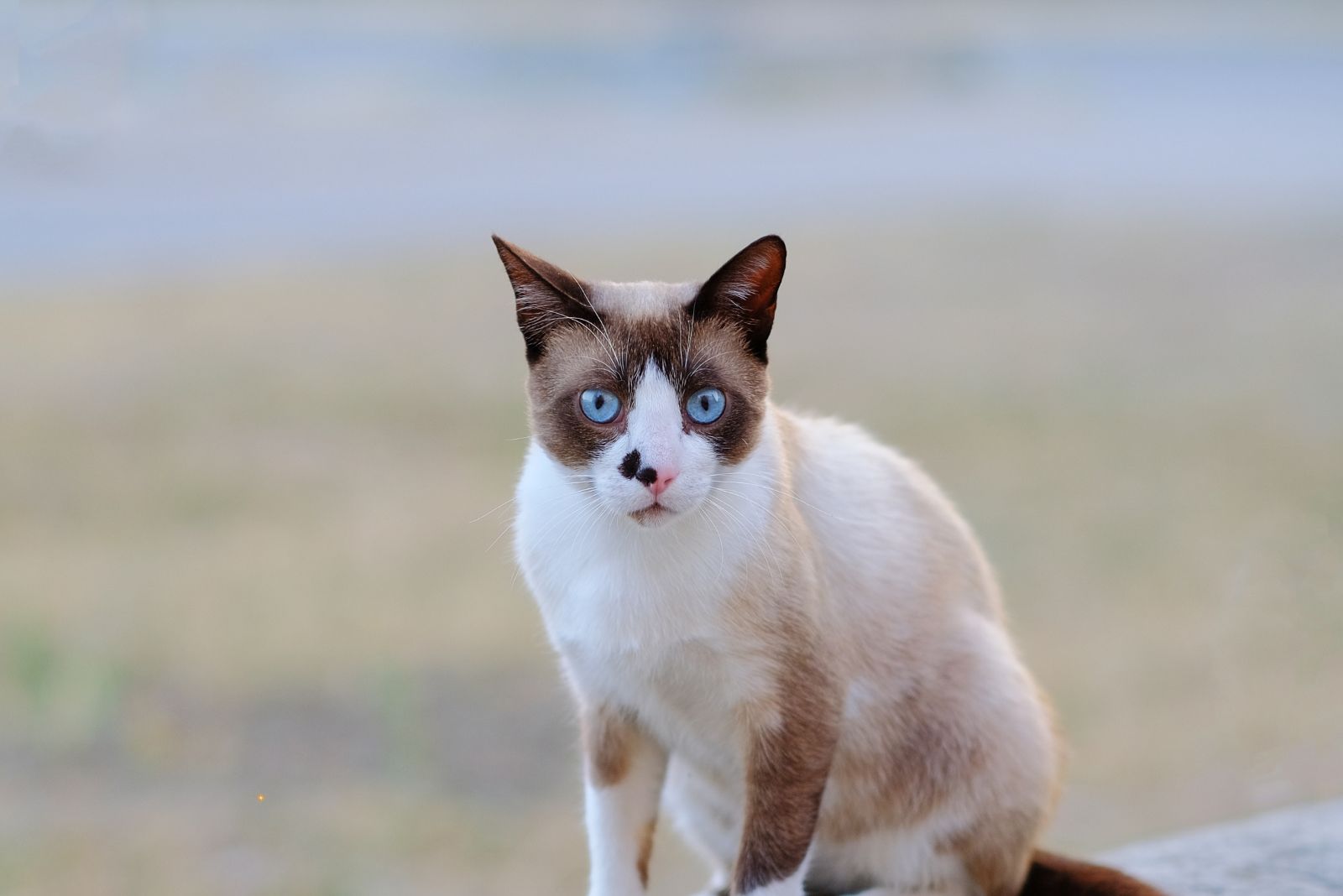 cream point snowshoe