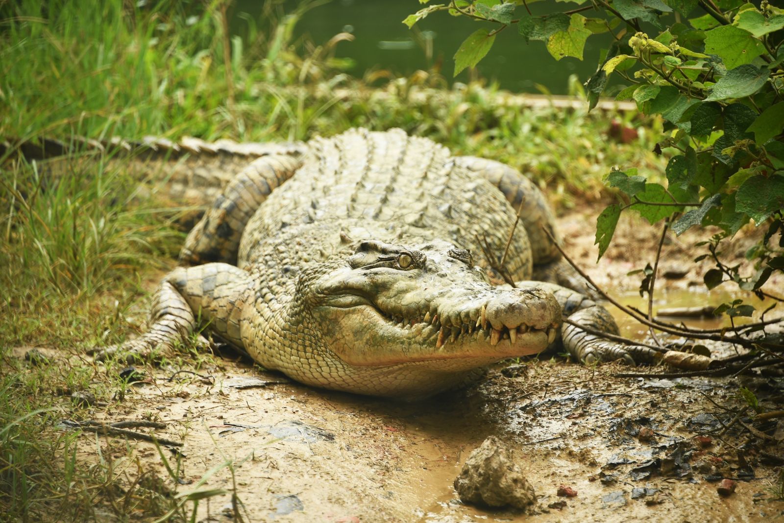 crocodile