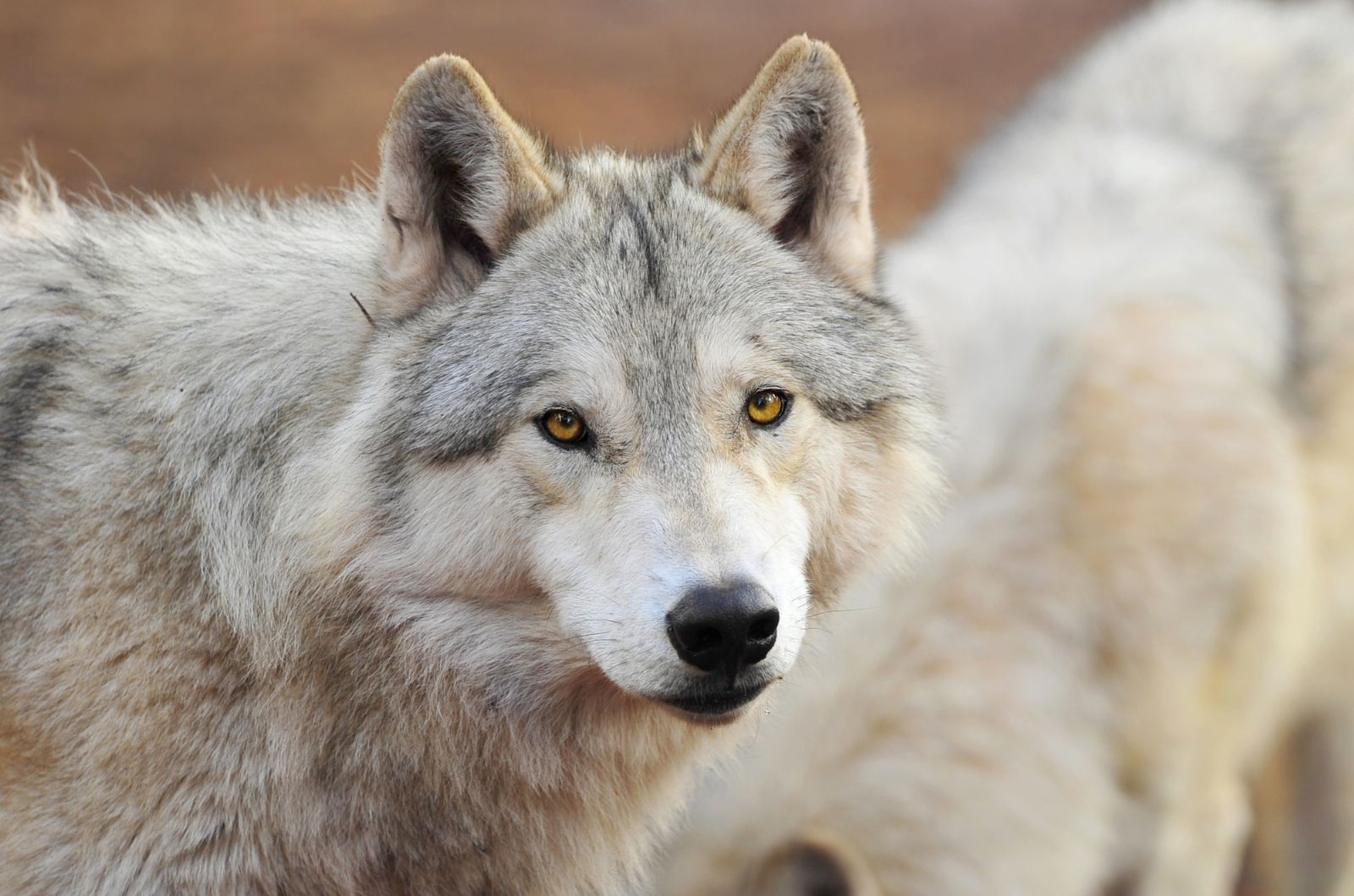 cropped photo of a wolf