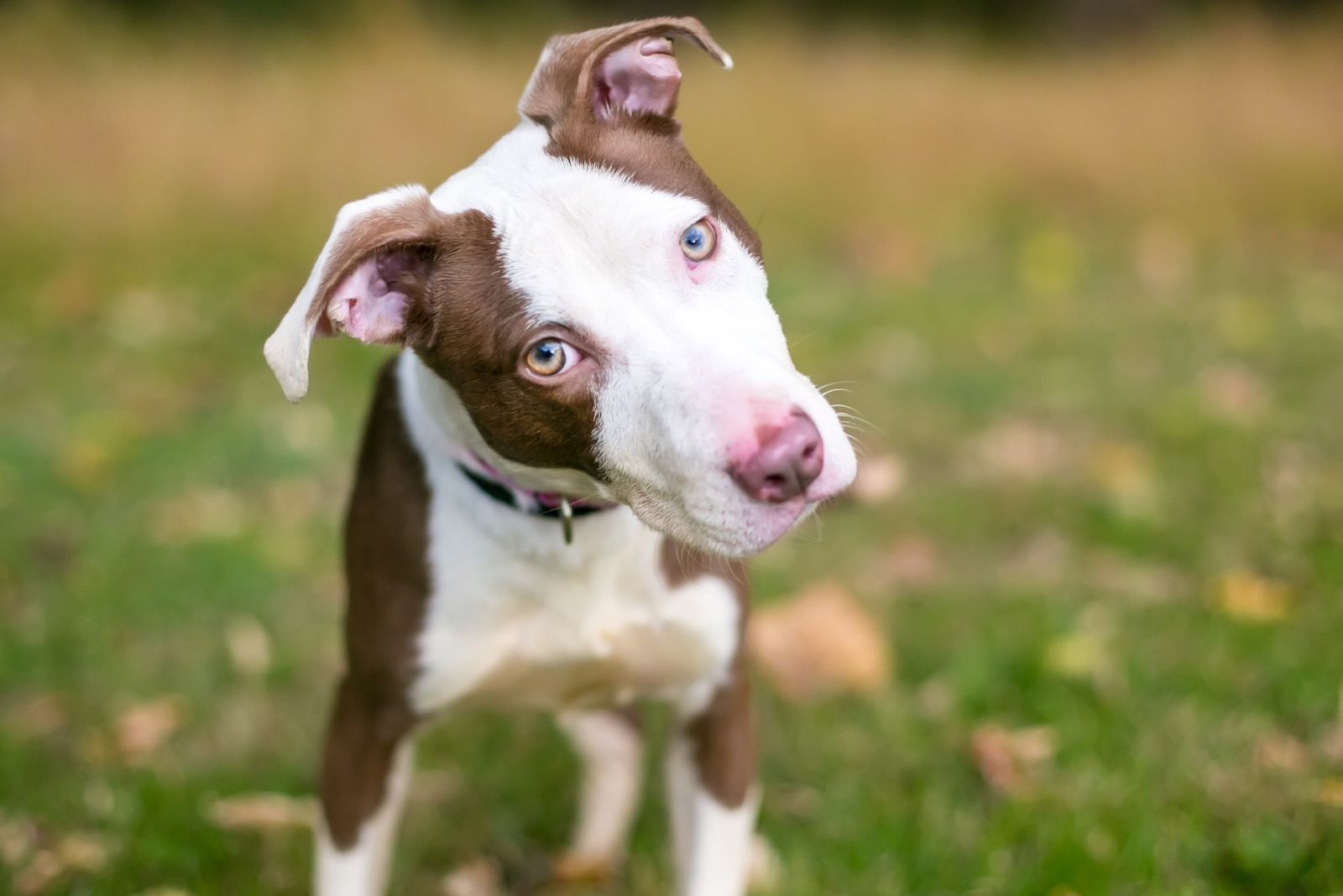 curious dog looking