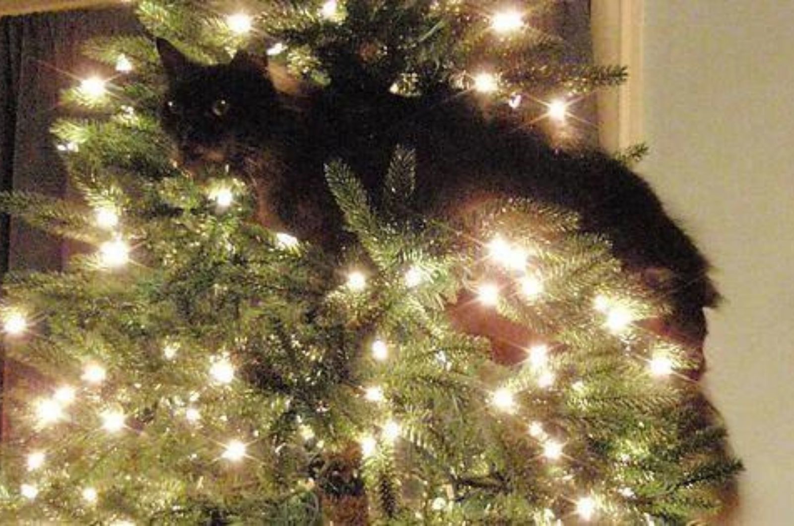 cute black cat on a Christmas tree