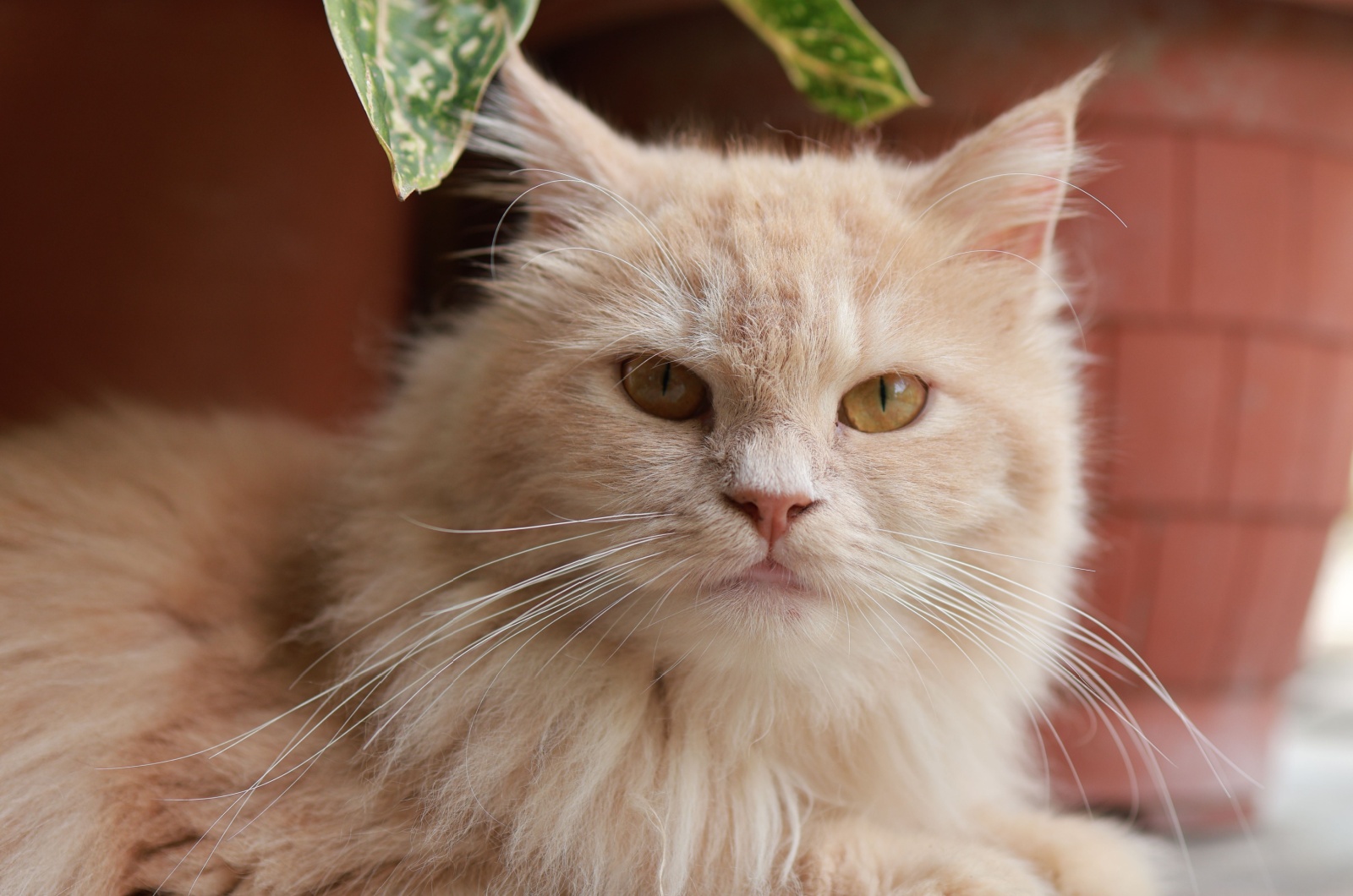 cute cream color cat