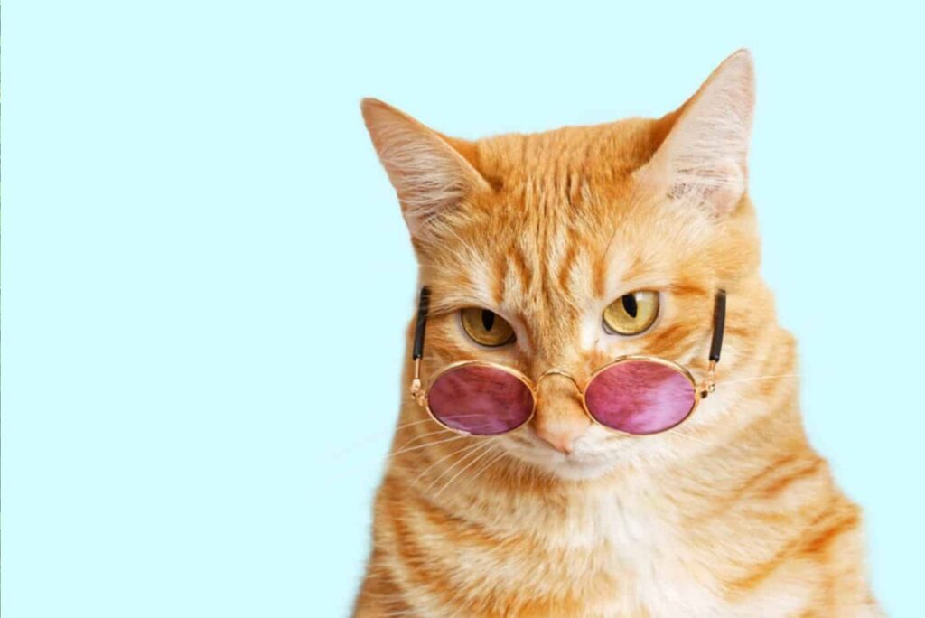 cute ginger cat with glasses