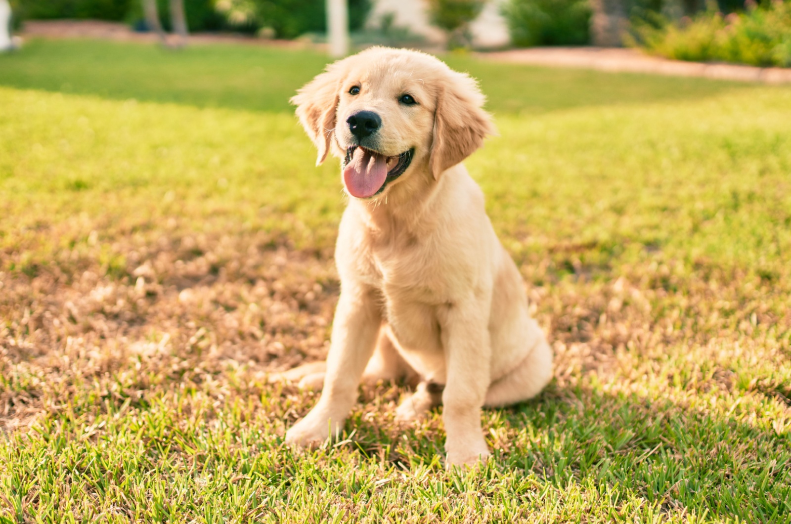 cute golden retriever