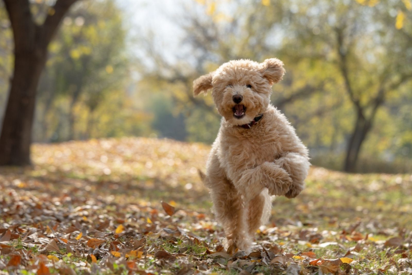 cute goldendoodle running