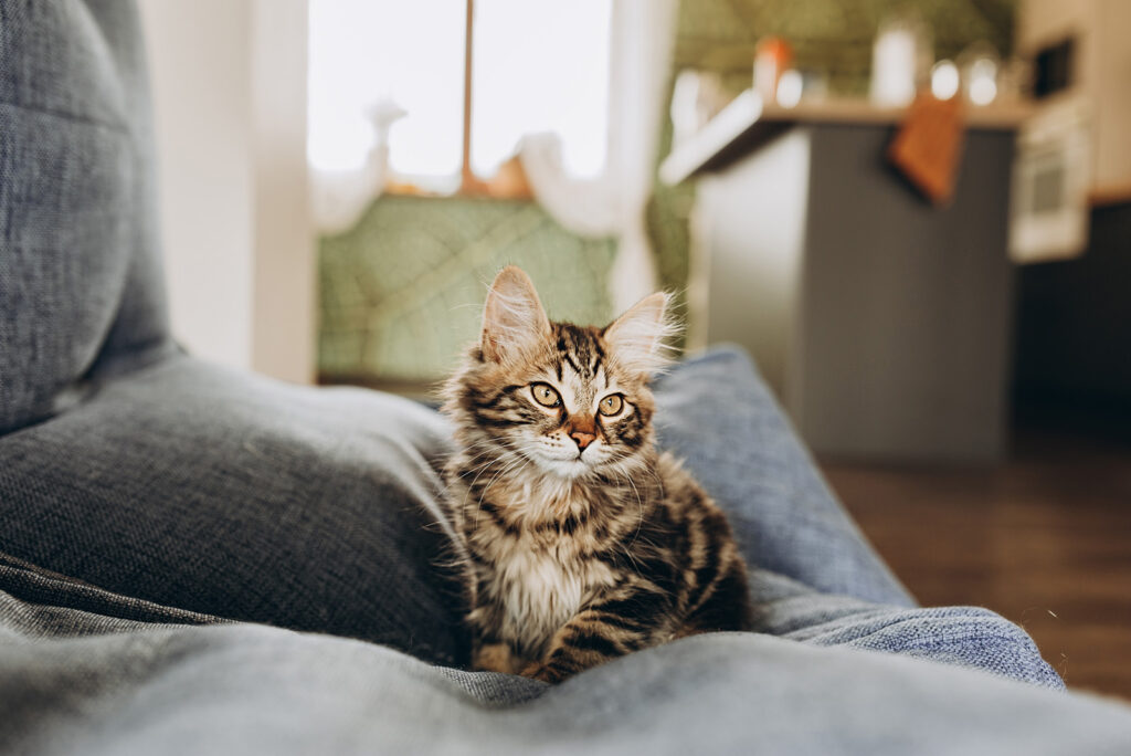 cute kitten on the couch