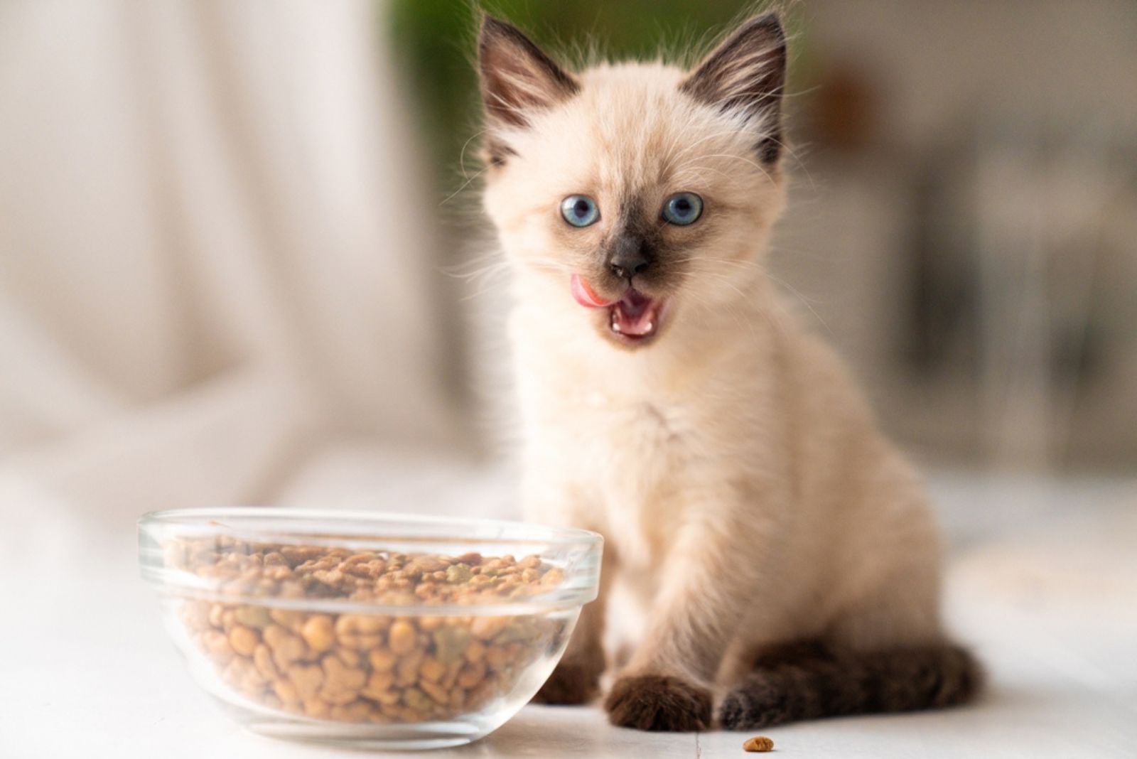 cute kitten with food bowl