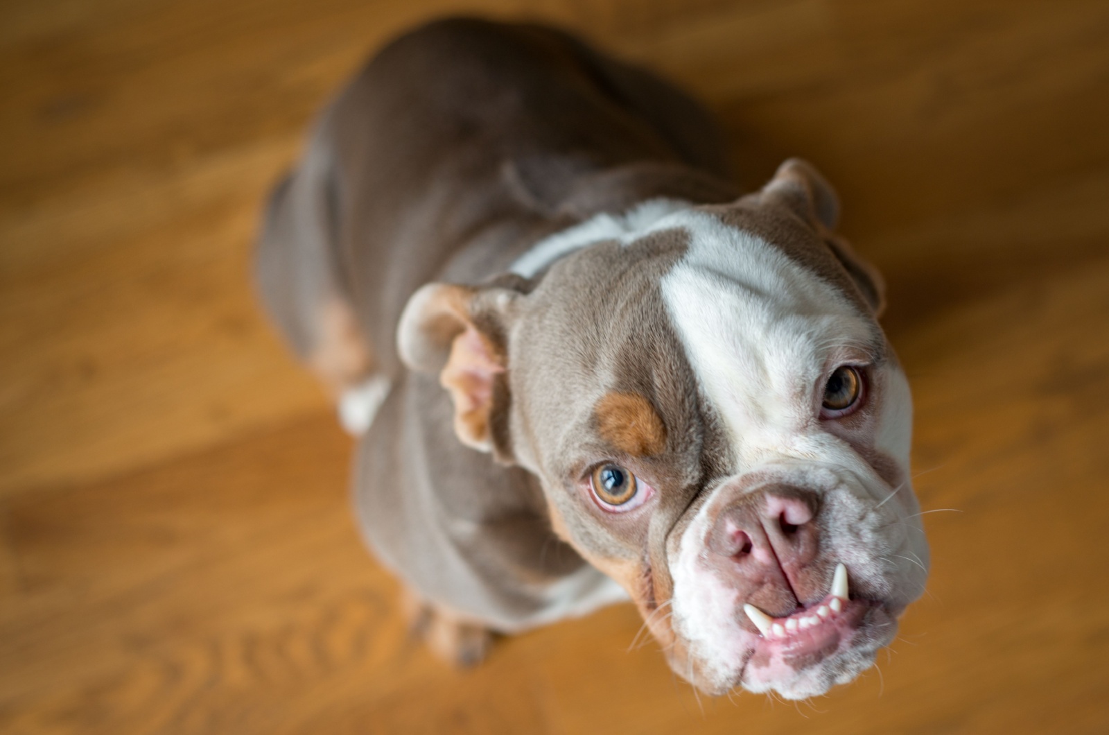 cute lilac English bulldog