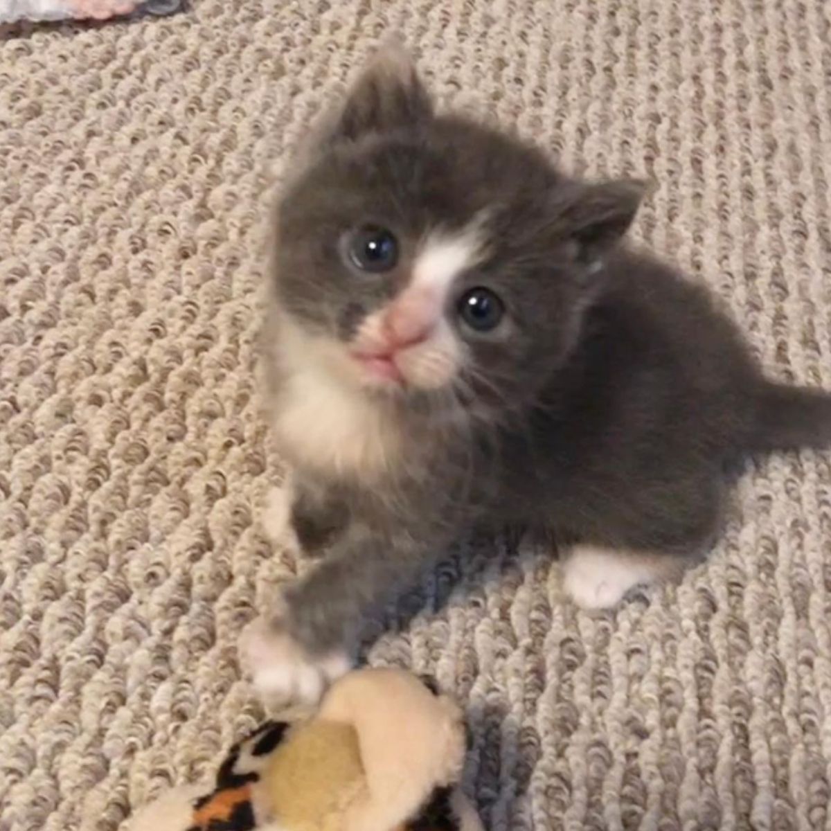 cute little kitten looking up