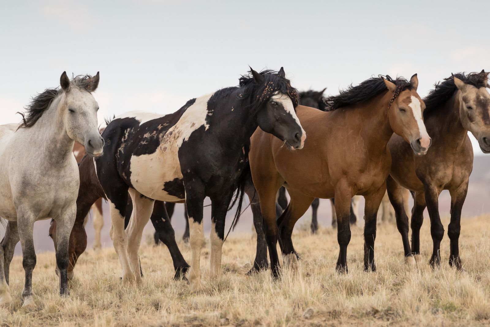 cute mustangs posing for picture