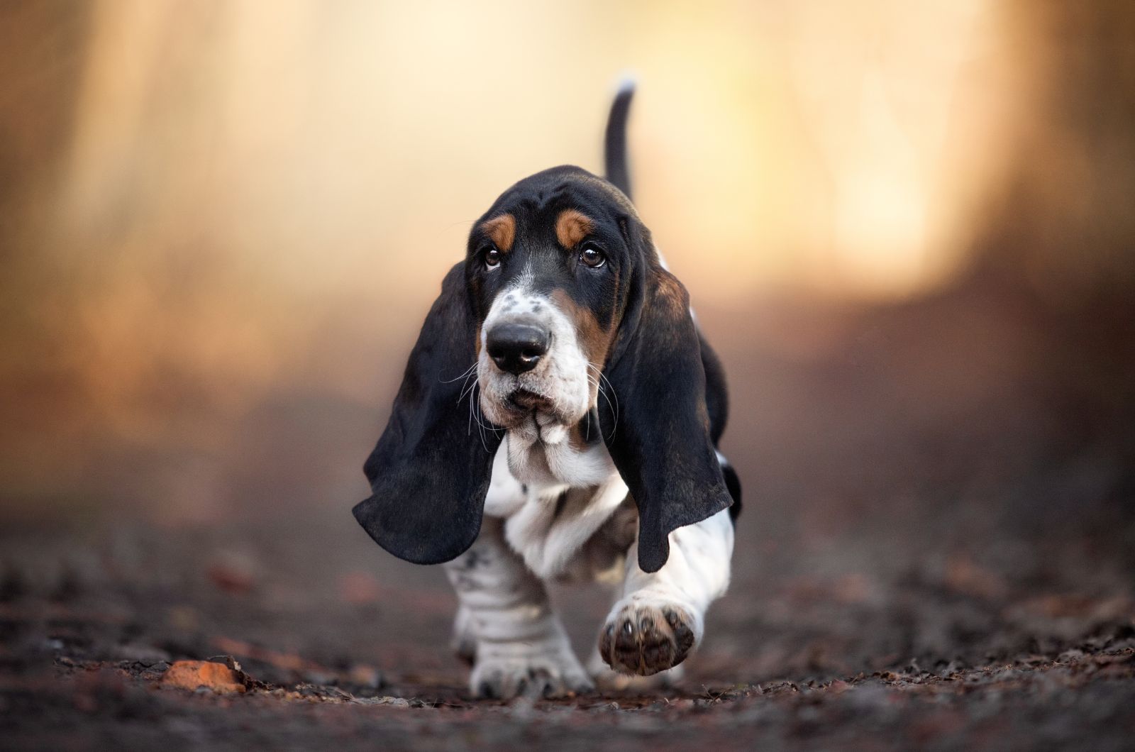 cute puppy with big ears