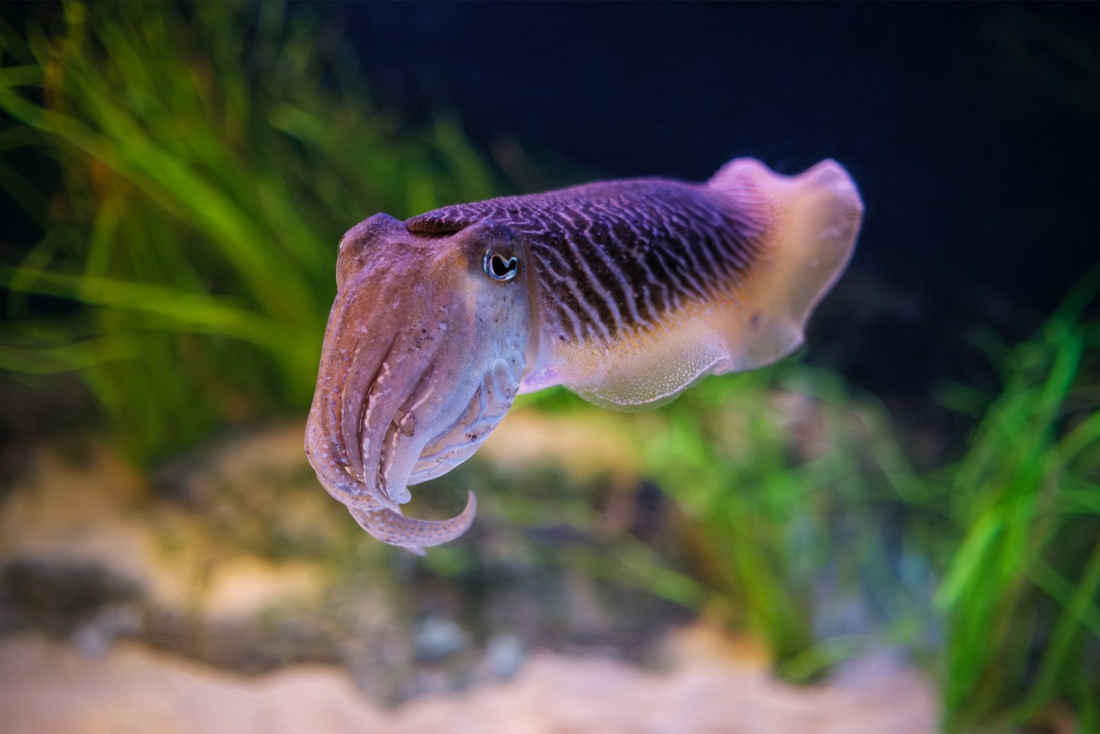 cuttlefish