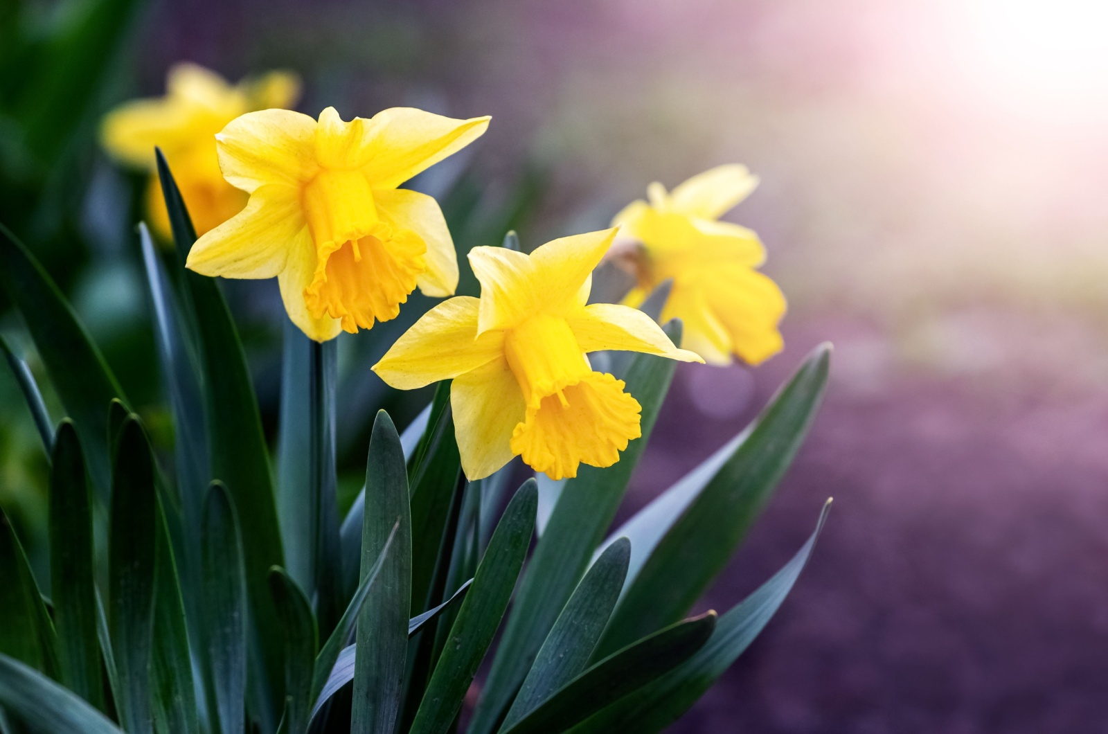 daffodils