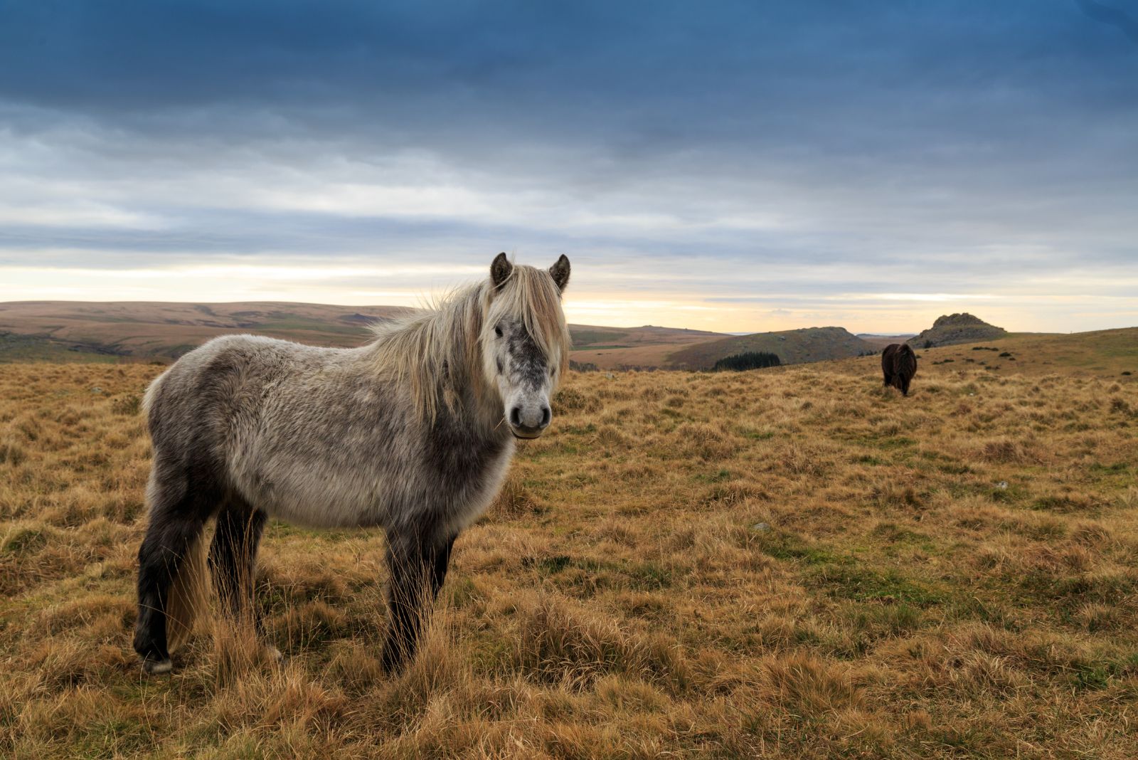 dartmoor pony