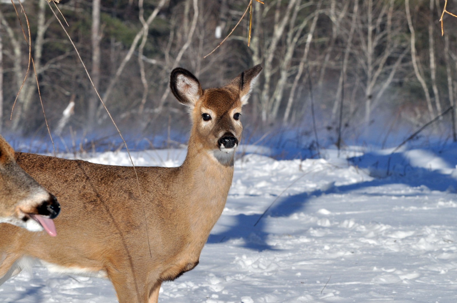 deer in snow