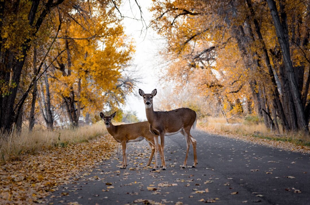 11 Amazing Animals That See Perfectly In The Dark