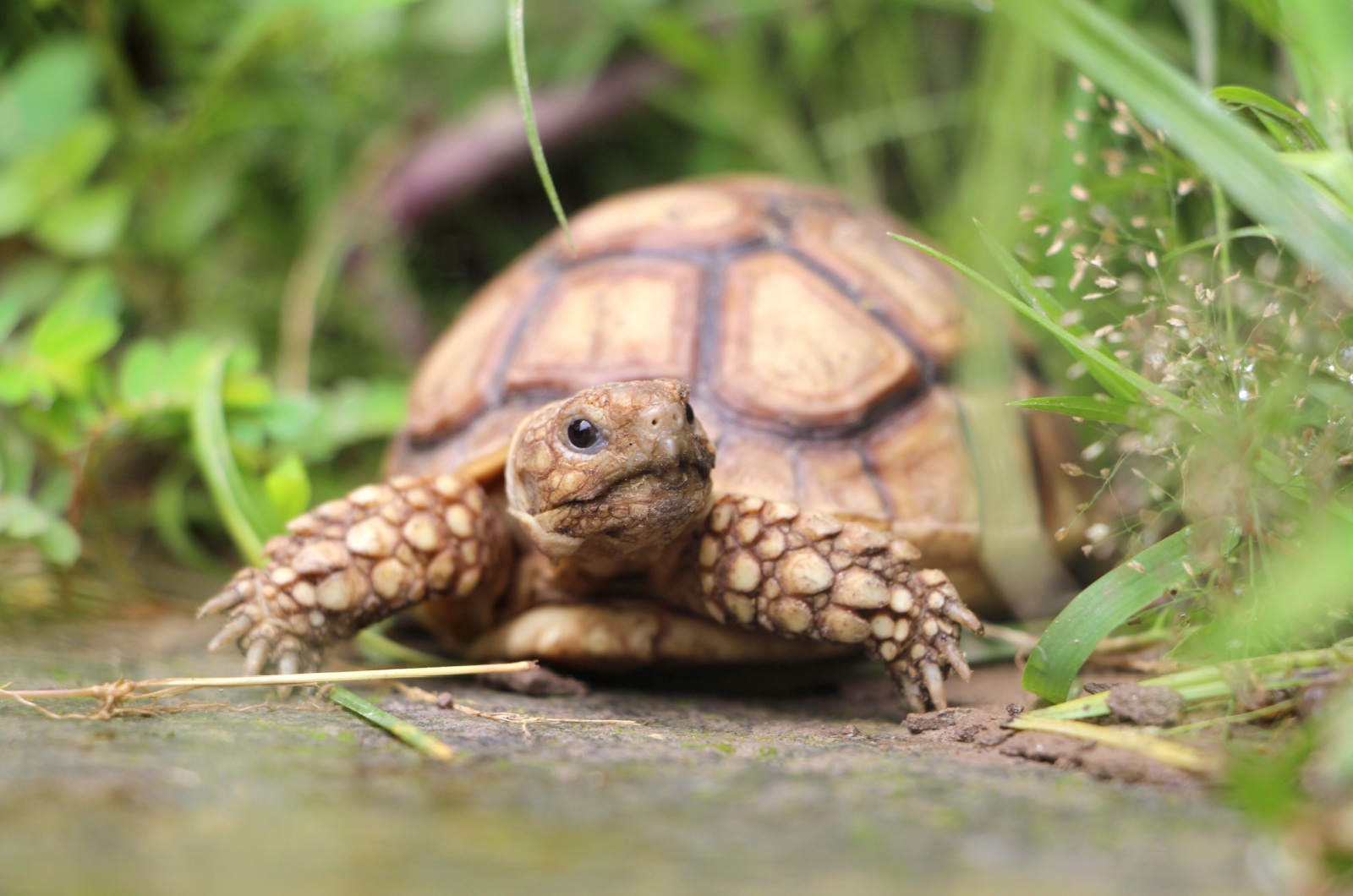 desert tortoise