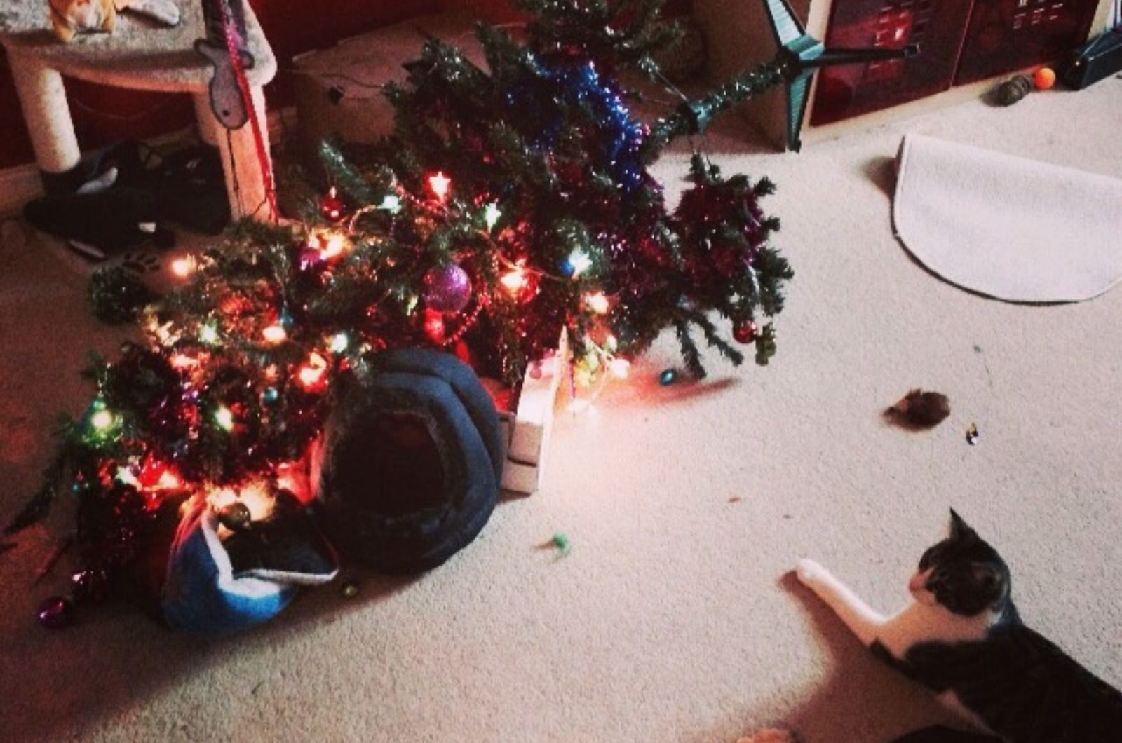 destroyed Xmas tree