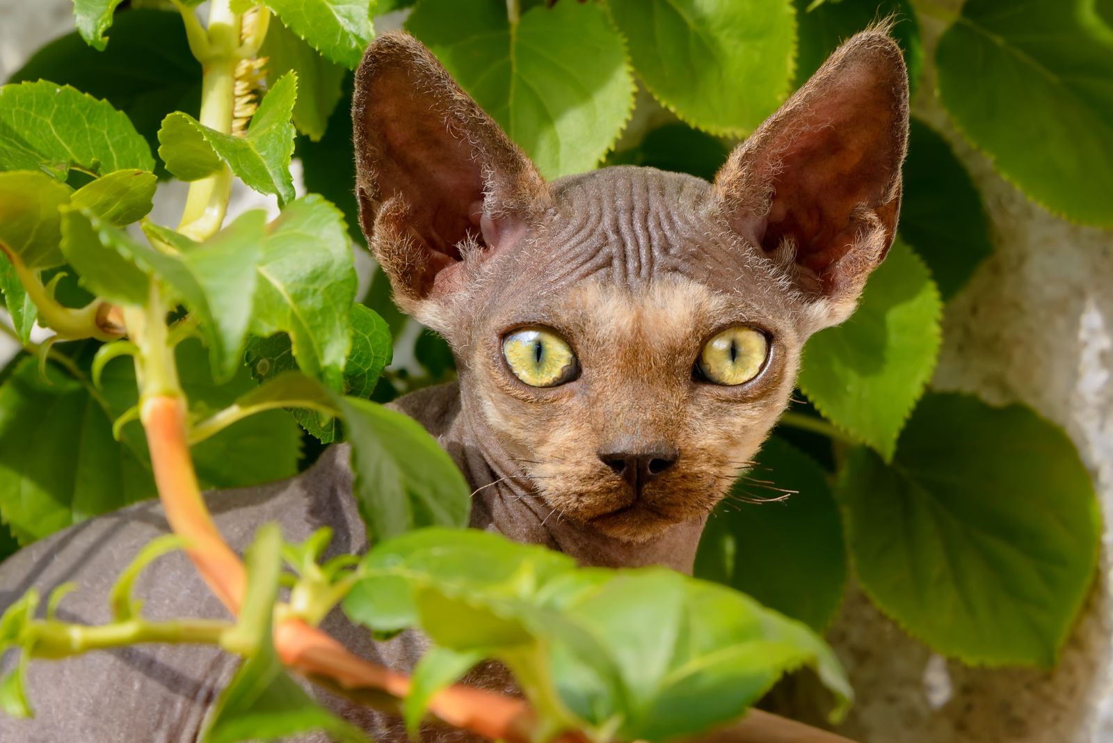 devon rex