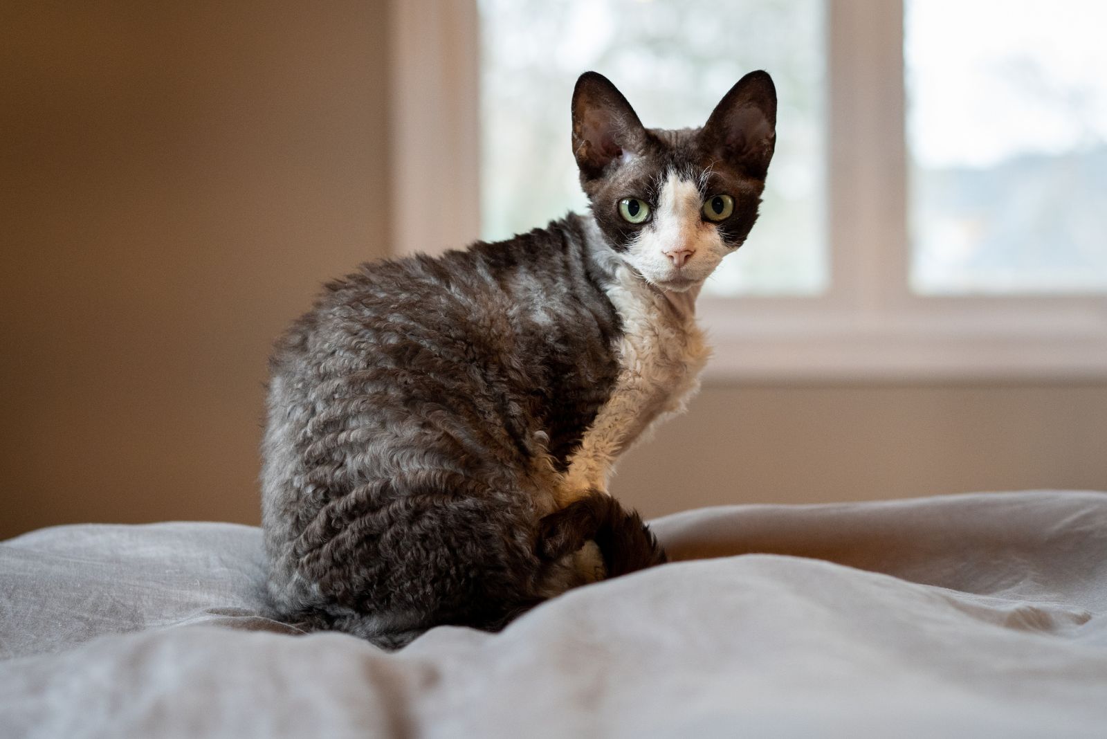 devon rex cat