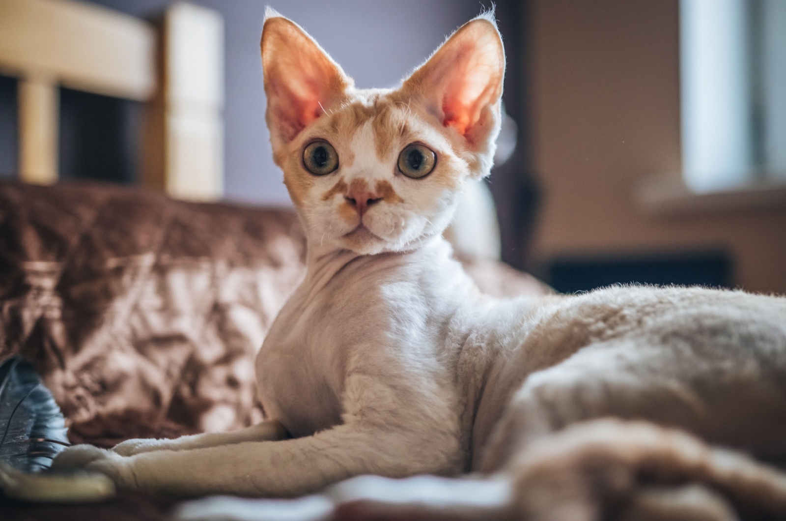 devon rex kitten