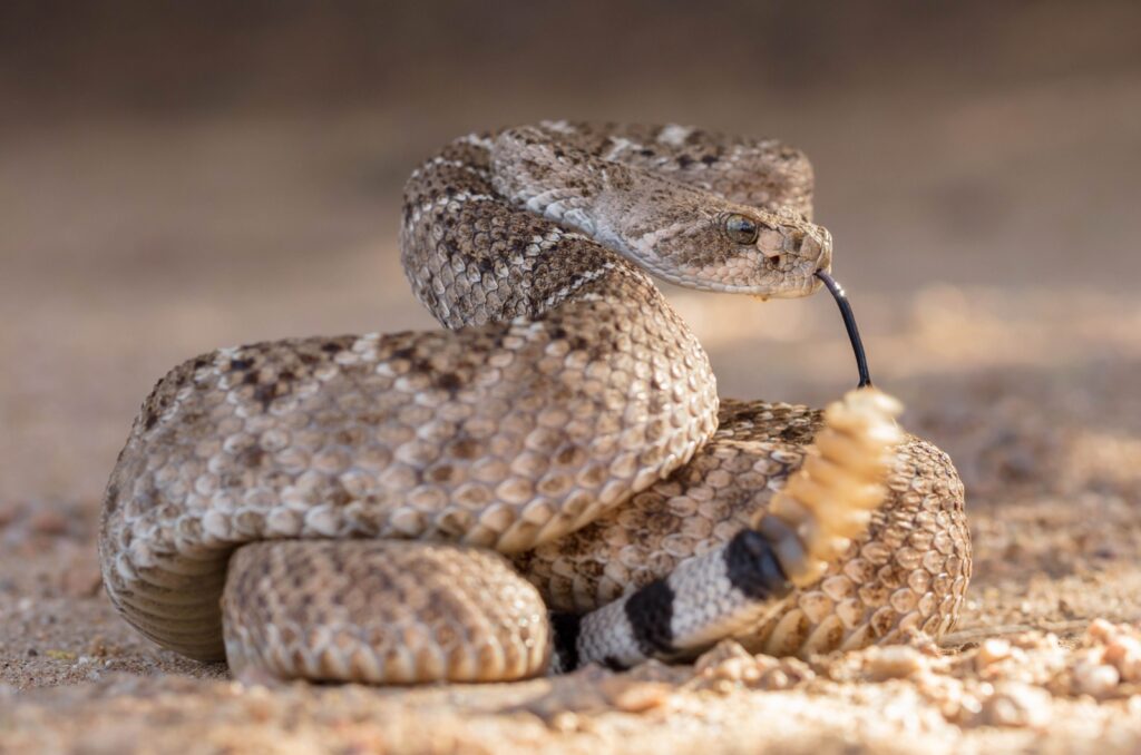 diamondback rattlesnake