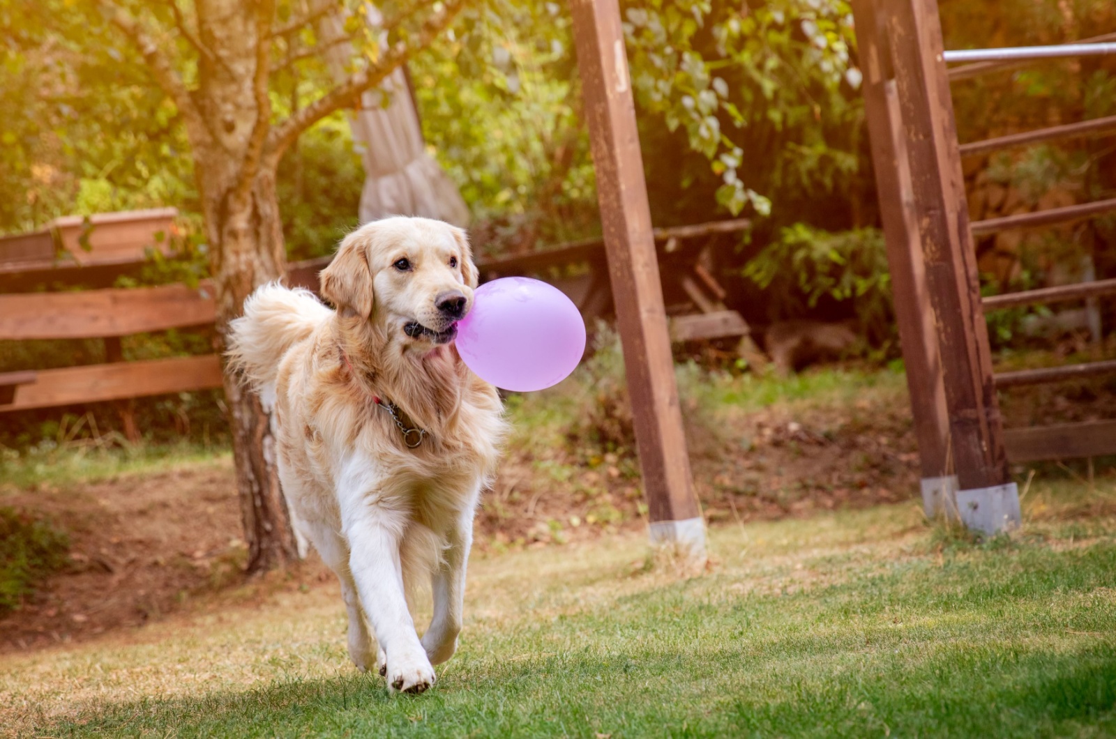 dog and balloon