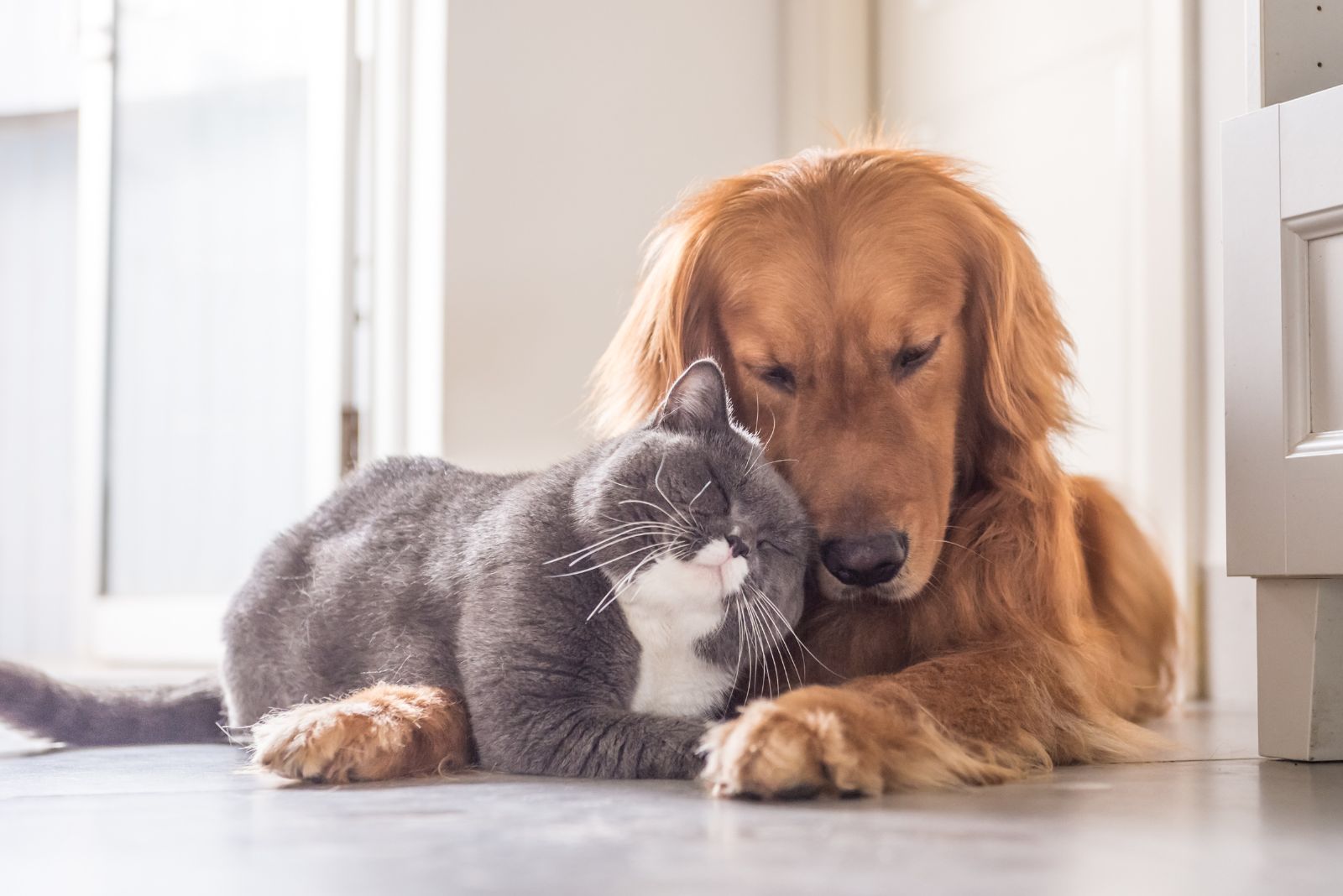 dog and cat