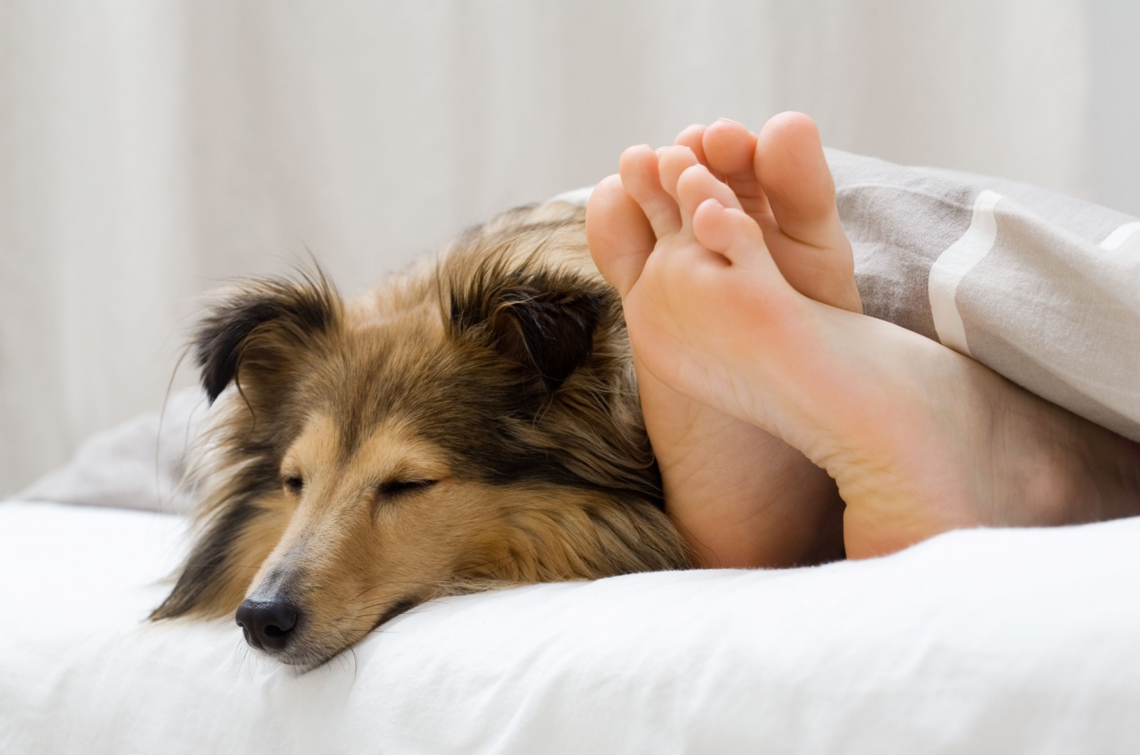 dog and feet