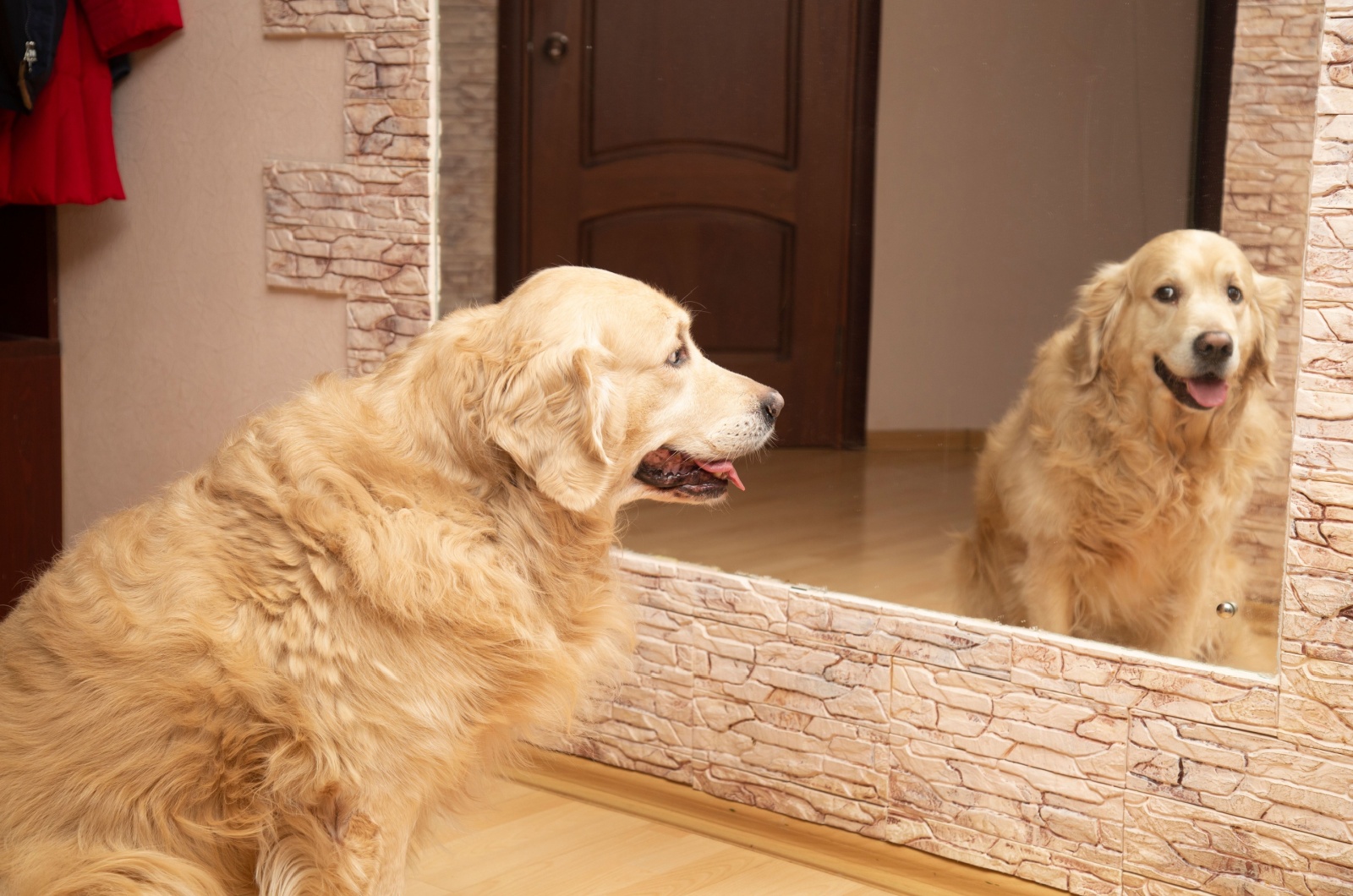 dog and mirror