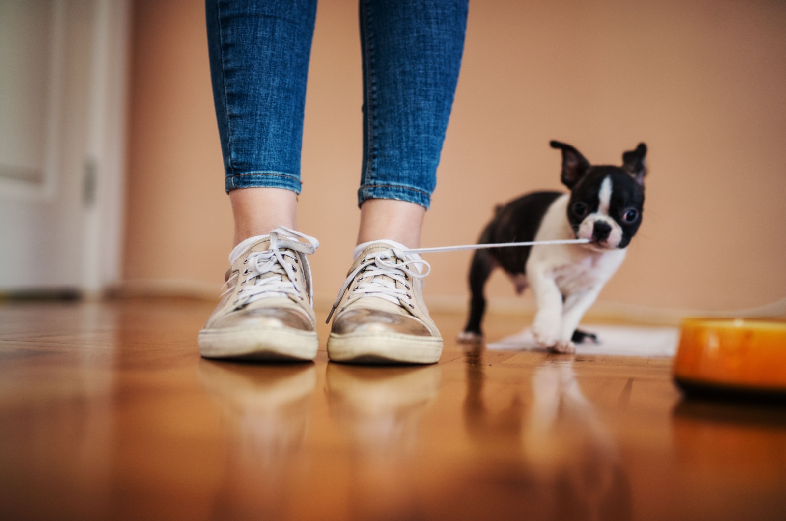 dog and shoe