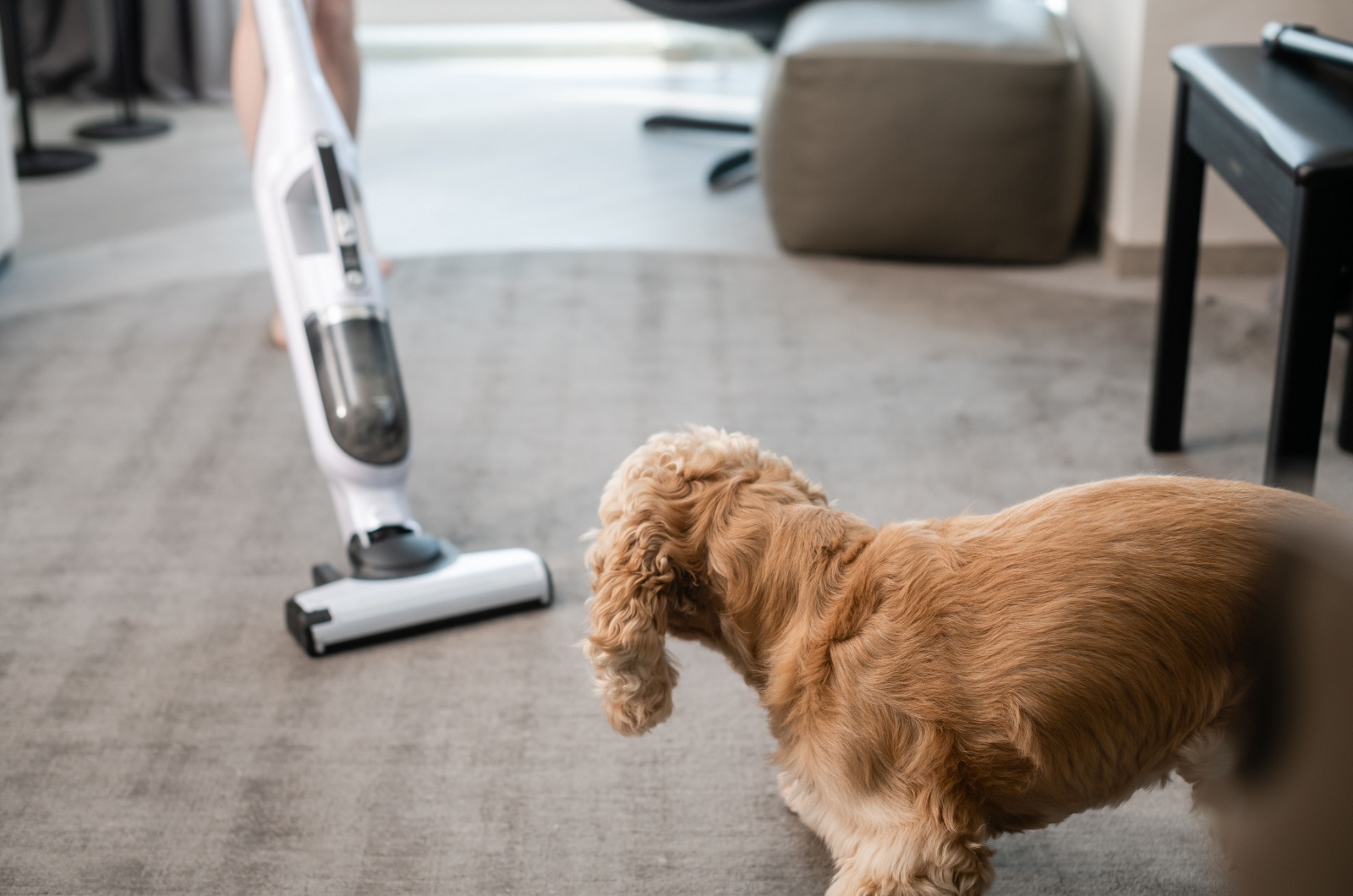 dog and vacuum cleaner