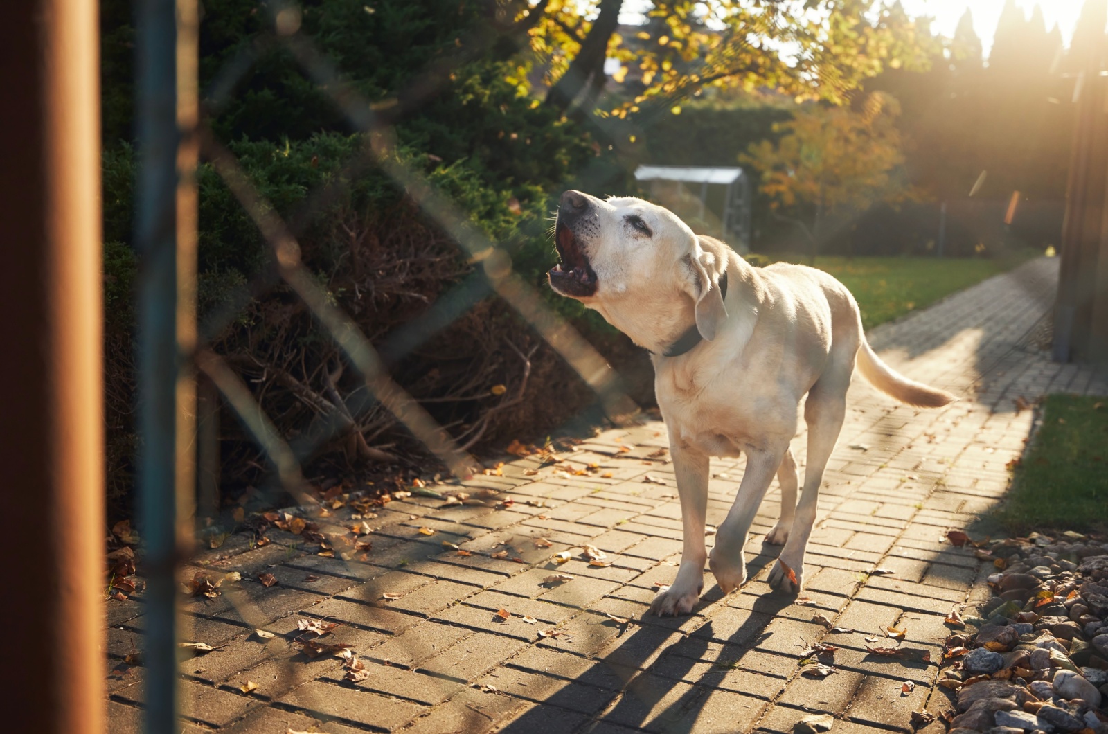 dog barking