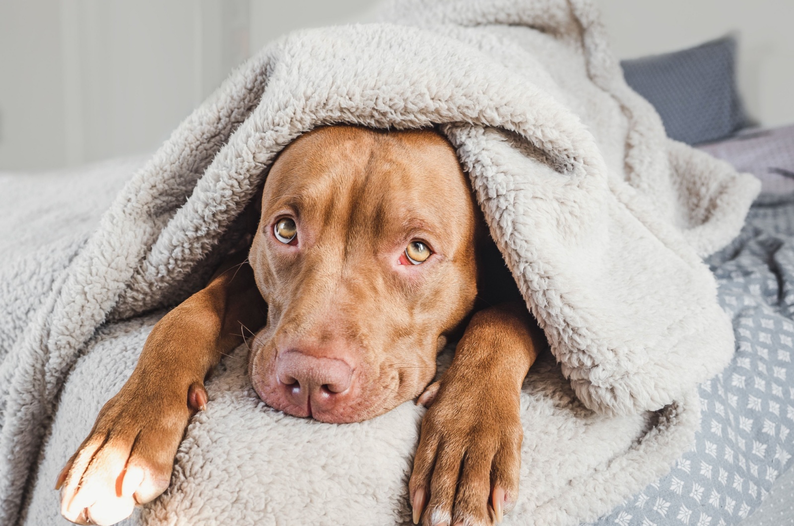 dog covered with a blanket