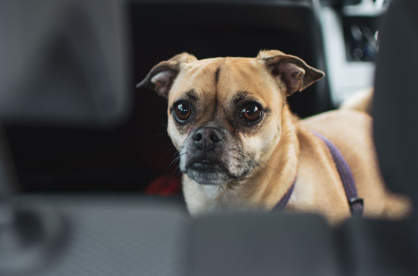 dog in a car