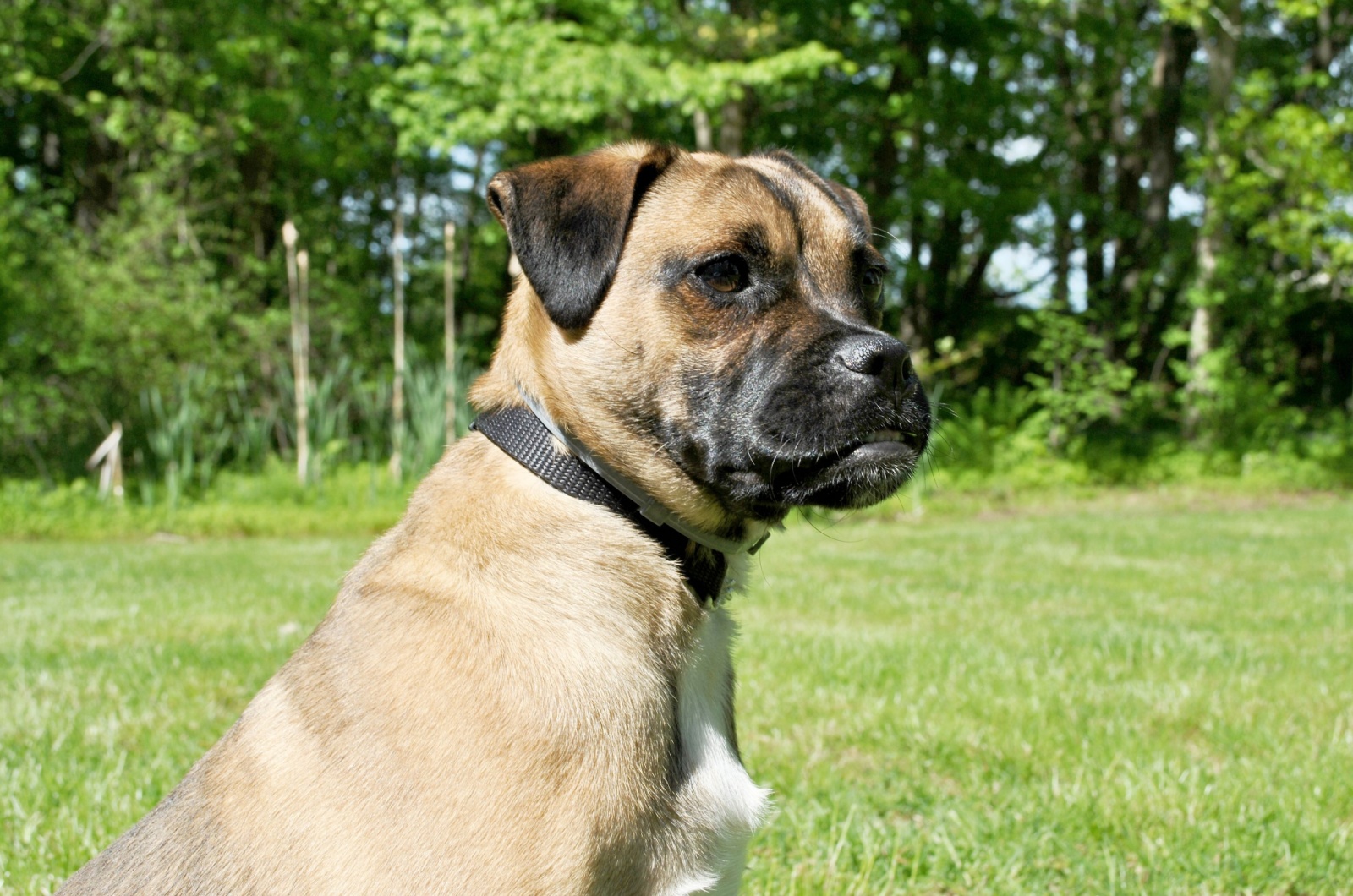 dog in a park