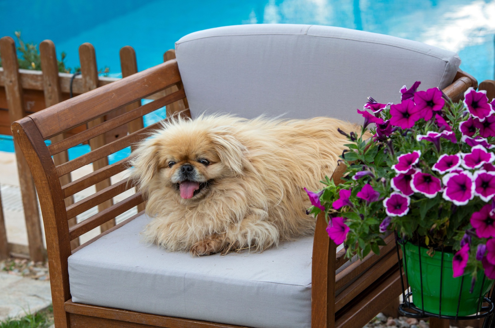 dog in chair