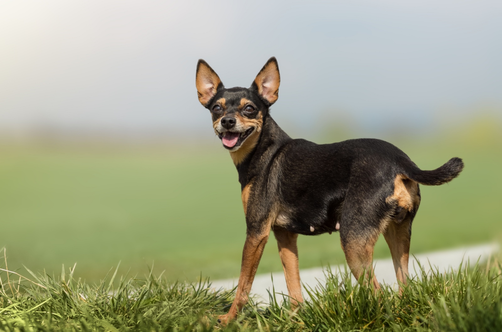 dog in field