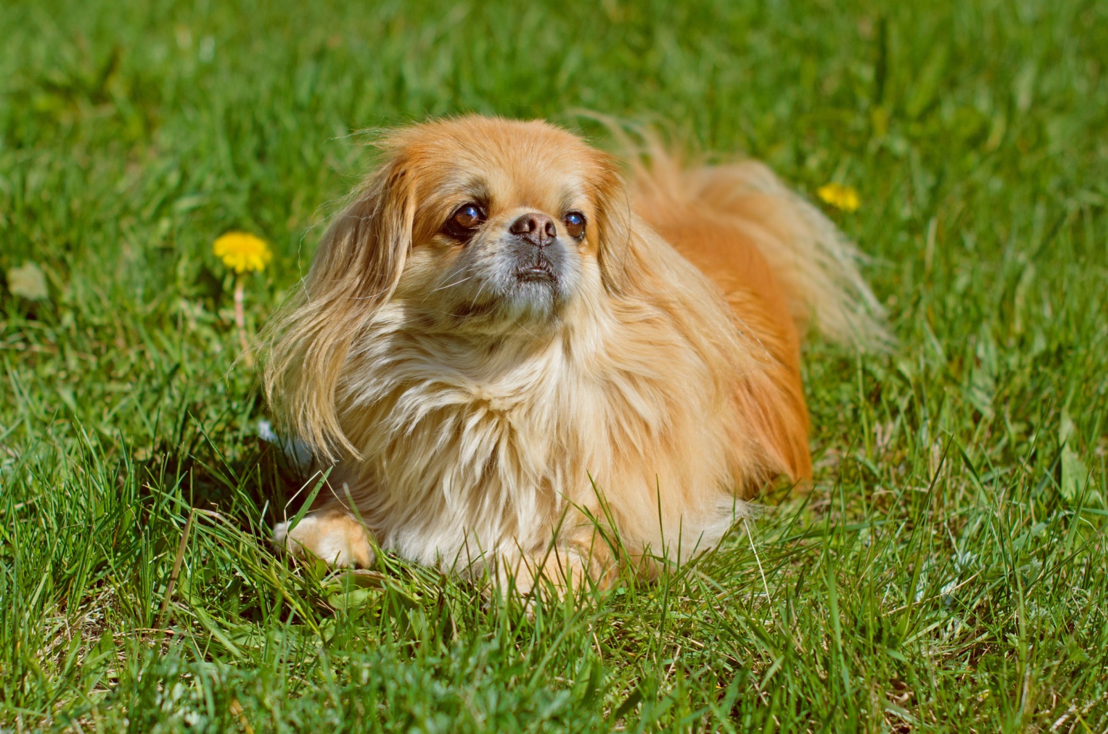 dog in grass