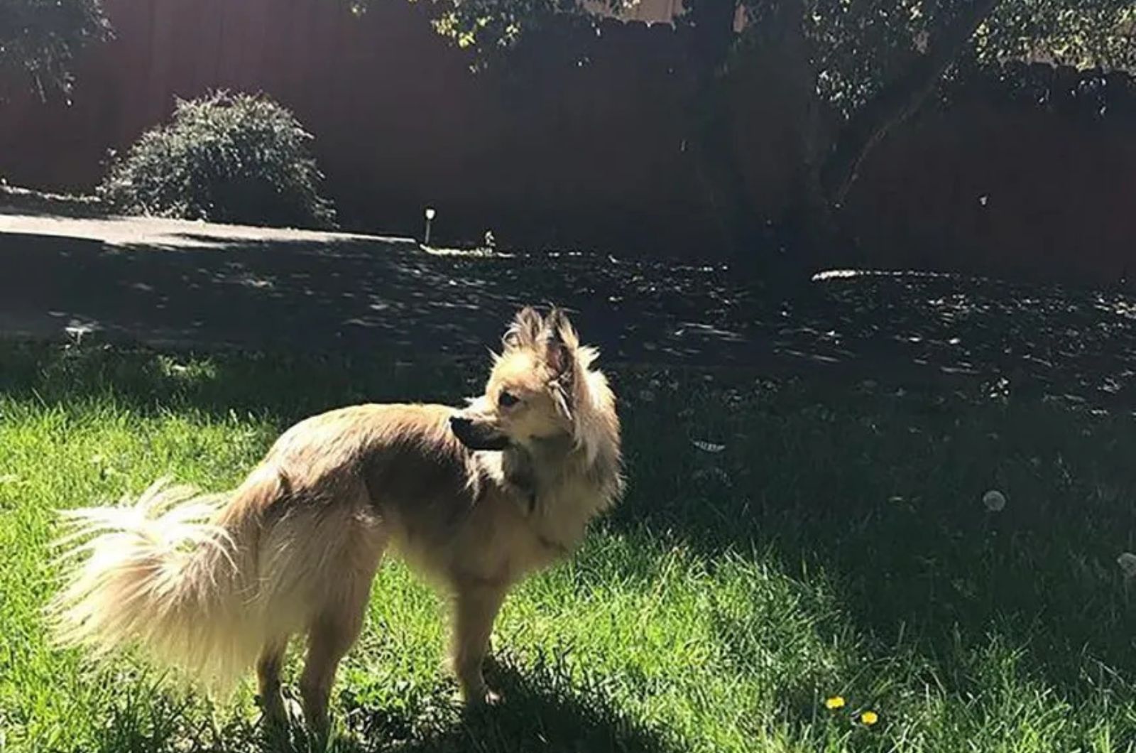 dog in the back yard