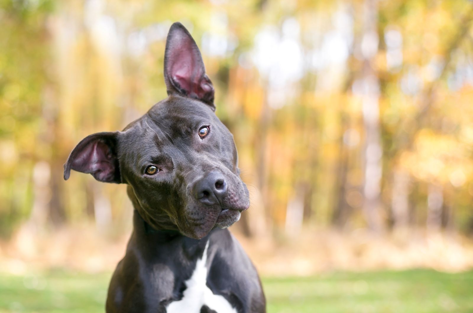 dog looking at the camera