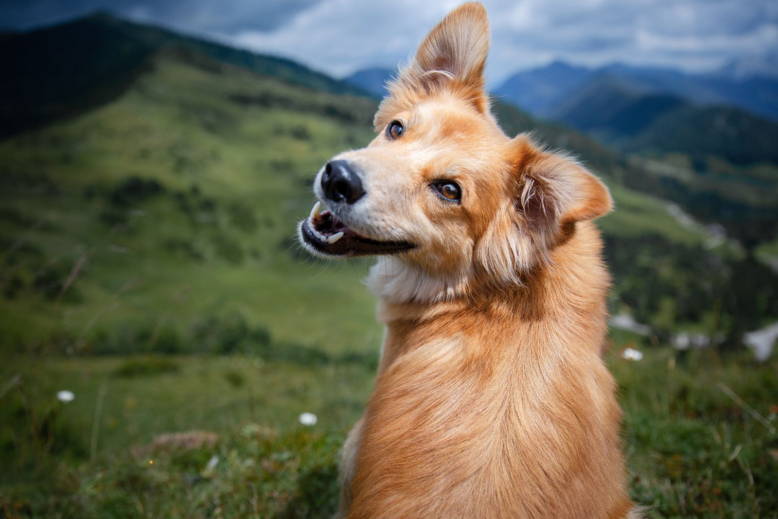 dog looking back