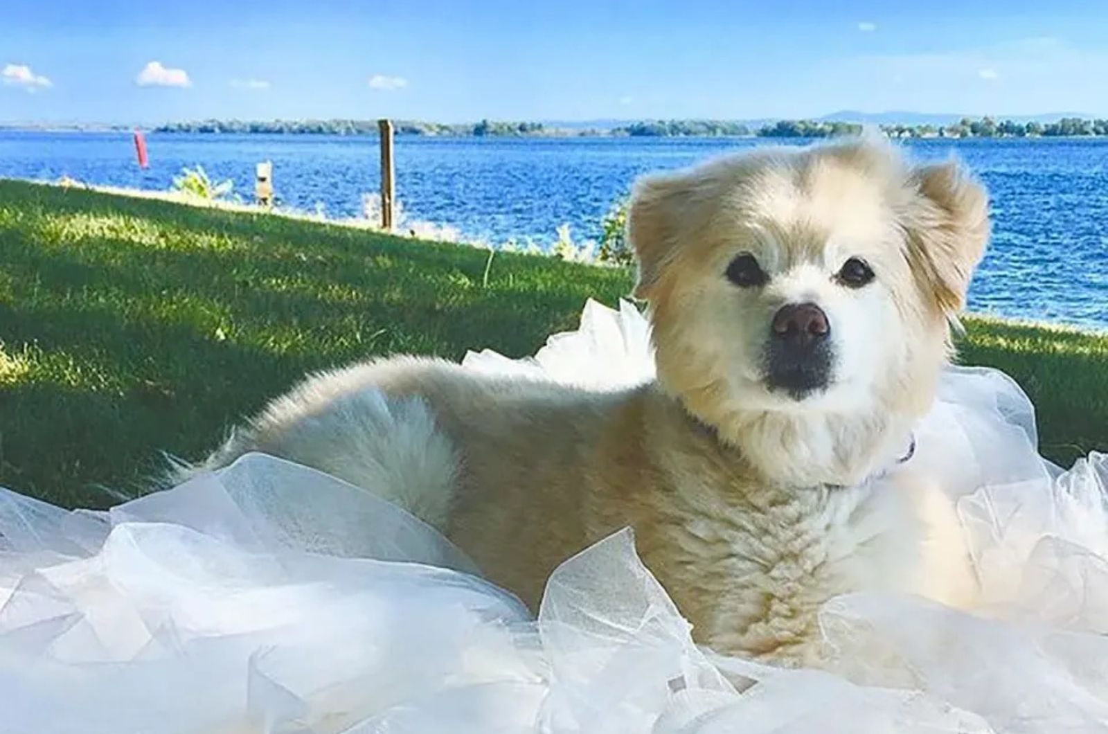 dog lying by the river