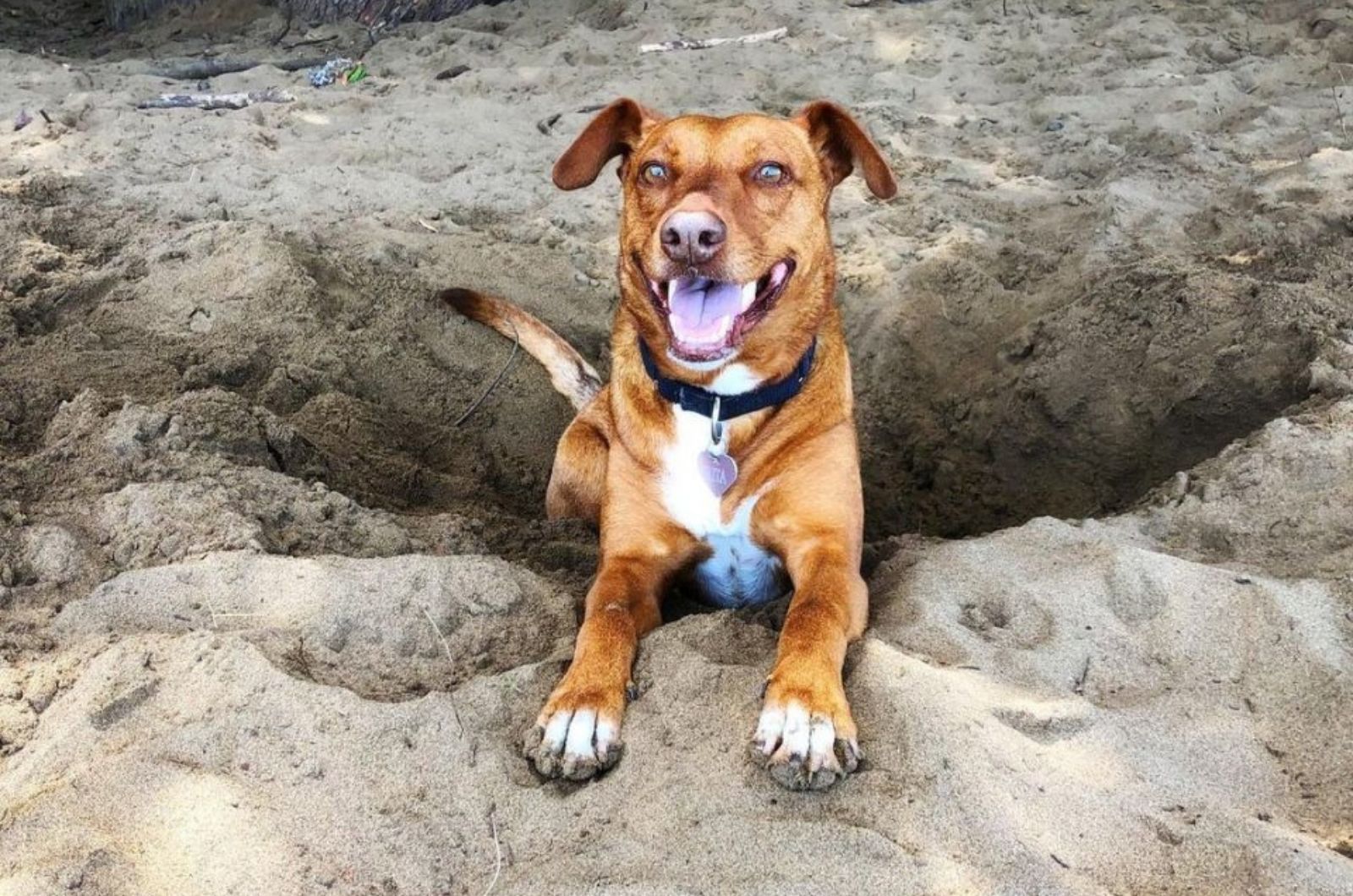 dog lying in a hole in sand