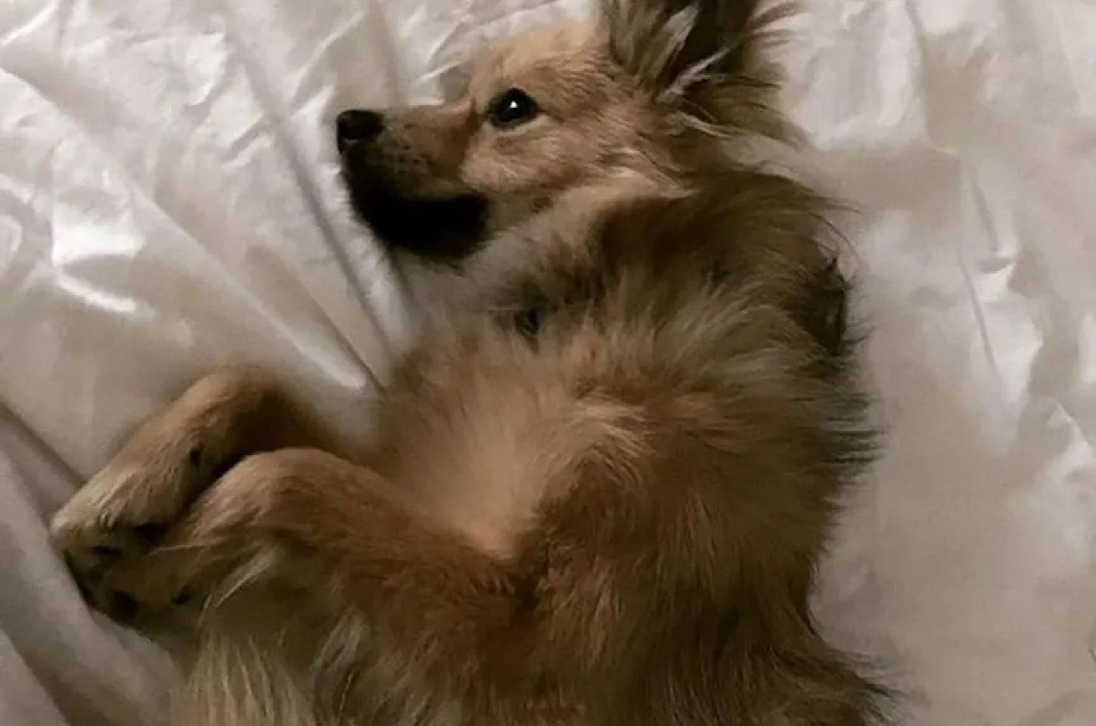 dog lying on bed