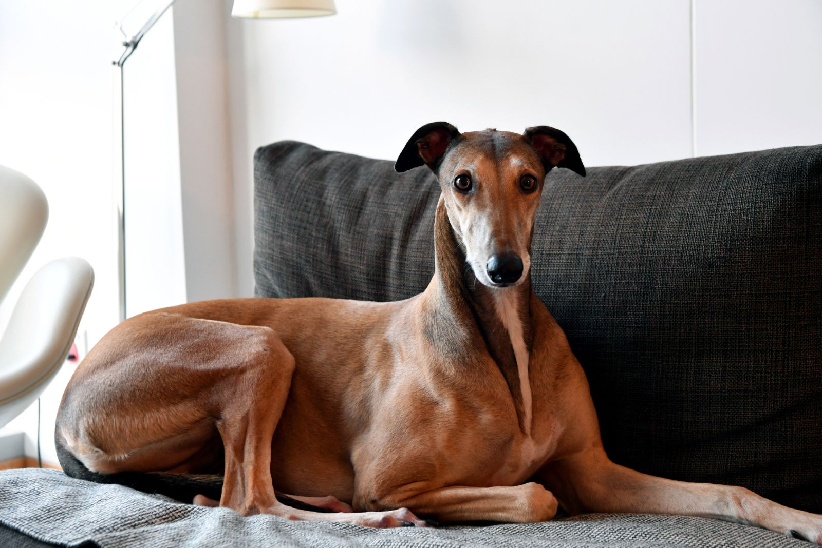 dog lying on couch